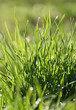 Photo: Green grass Green grass