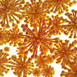 bacterium