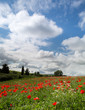 Blue sky and poppies in Tuscany