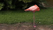 Sleeping flamingo. Two shots.