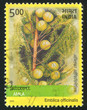 Emblica officinalis