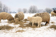 Herd of sheep skudde eating the hay meadow
