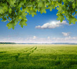 green field and blue sky
