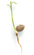 Ginkgobaum, Keimling