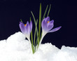Krokus, Crocus tommasinianus, Schnee