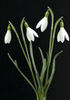 Schneegloeckchen, Galanthus