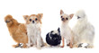 bantam chicken and chihuahuas
