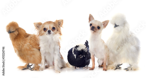 Photo: bantam chicken and chihuahuas bantam chicken and chihuahuas