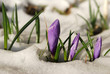 Crocus i snö