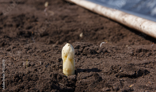 Photo: First asparagus awakened from hibernation First asparagus awakened from hibernation
