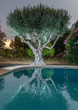 Olive tree by the pool, nigh view