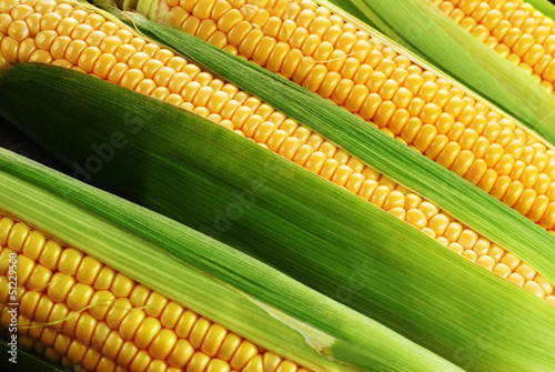 Photo: corn cob corn cob