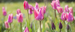 tulipes