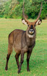 Waterbuck (Kobus ellipsiprymnus) antelope