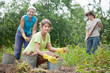  women harvesting potatoes