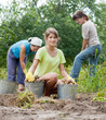  women harvesting potatoes