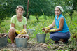  women harvesting potatoes
