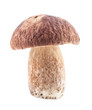 Boletus edulis mushrooms isolated on white background