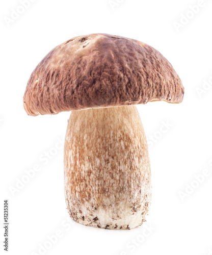 Photo: Boletus edulis mushrooms isolated on white background Boletus edulis mushrooms isolated on white background