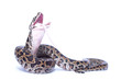 isolated burmese python (molurus bivittatus) eats rat