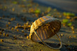 Korb in der Sonne
