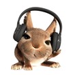 Rabbit in the headphones
