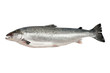 Fresh salmon isolated