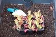 Potting organic salad greens
