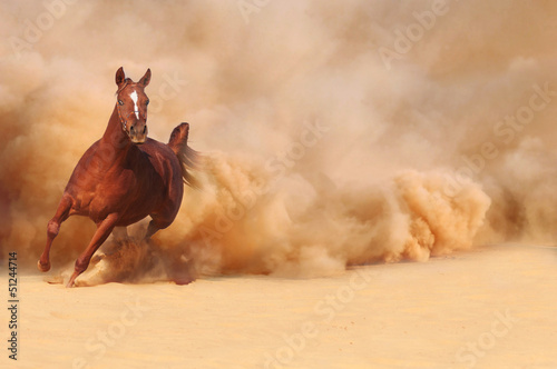 Photo: Arabian horse running out of the Desert Storm Arabian horse running out of the Desert Storm