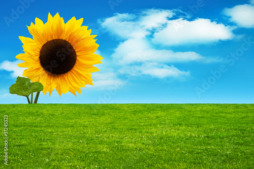Photo: Sonnenblume Sonnenblume