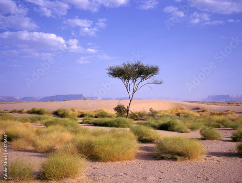Photo: Tree at an oasis at the Arab desert Tree at an oasis at the Arab desert