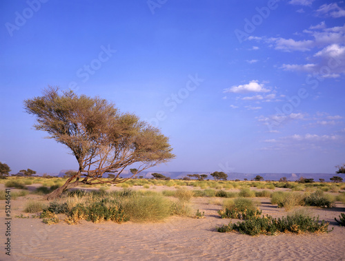 Photo: oasis between Marib and Seyun oasis between Marib and Seyun