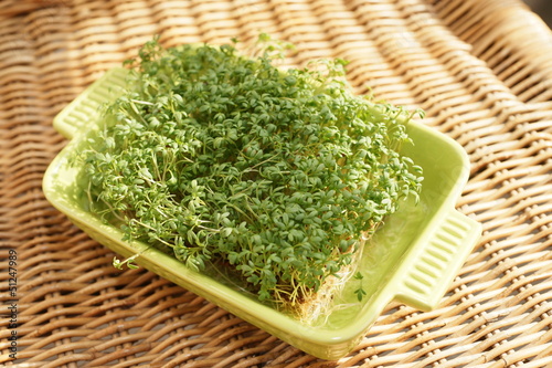Photo: Frische Gartenkresse Frische Gartenkresse