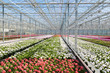 Photo: Greenhouse with colorful geranium plants Greenhouse with colorful geranium plants