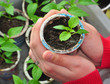 Growing plants, agriculture
