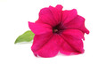 fleur