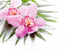 tropical pink orchid plant flower on green leaf