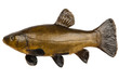 Fish tench