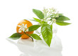 Orange  and blossom