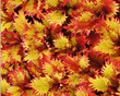Red and Yellow Coleus