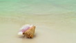 Conch shell on tropical beach, Cancun, Mexico