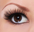 eye with long eyelashes. beautiful woman brown eye