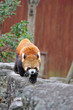 レッサーパンダ