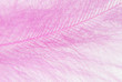 Pink feather