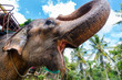 Portrait of a domestic elephant.