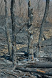 After forest fire 12