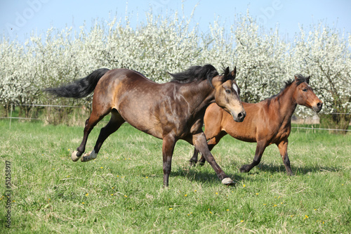 Photo: Quarter horse and hutsul running in front of flowering trees Quarter horse and hutsul running in front of flowering trees