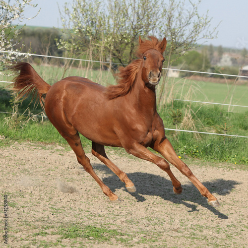 Photo: Young chestnut horse running in spring Young chestnut horse running in spring