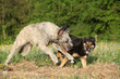 Two dogs playing with each other and running