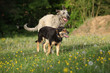 Two dogs playing with each other and running